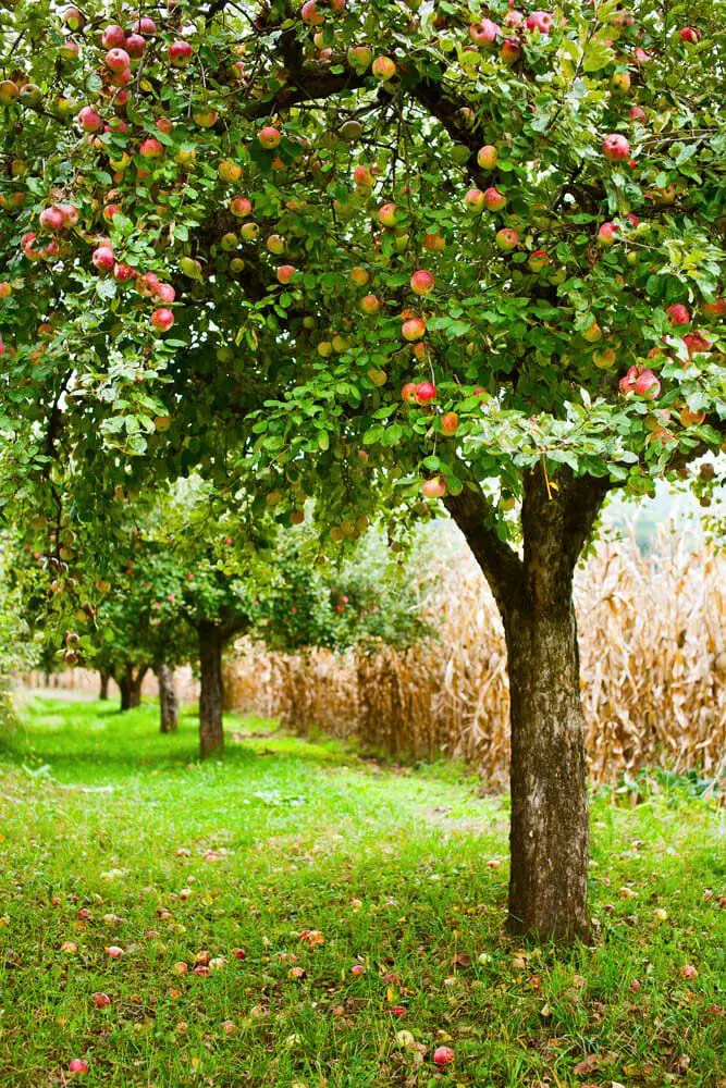 Coltivare un frutteto biologico: trucchi per raccogliere frutta sana e gustosa (senza veleni)