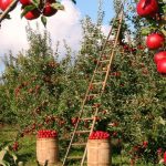 Coltivare un frutteto biologico: trucchi per raccogliere frutta sana e gustosa (senza veleni)