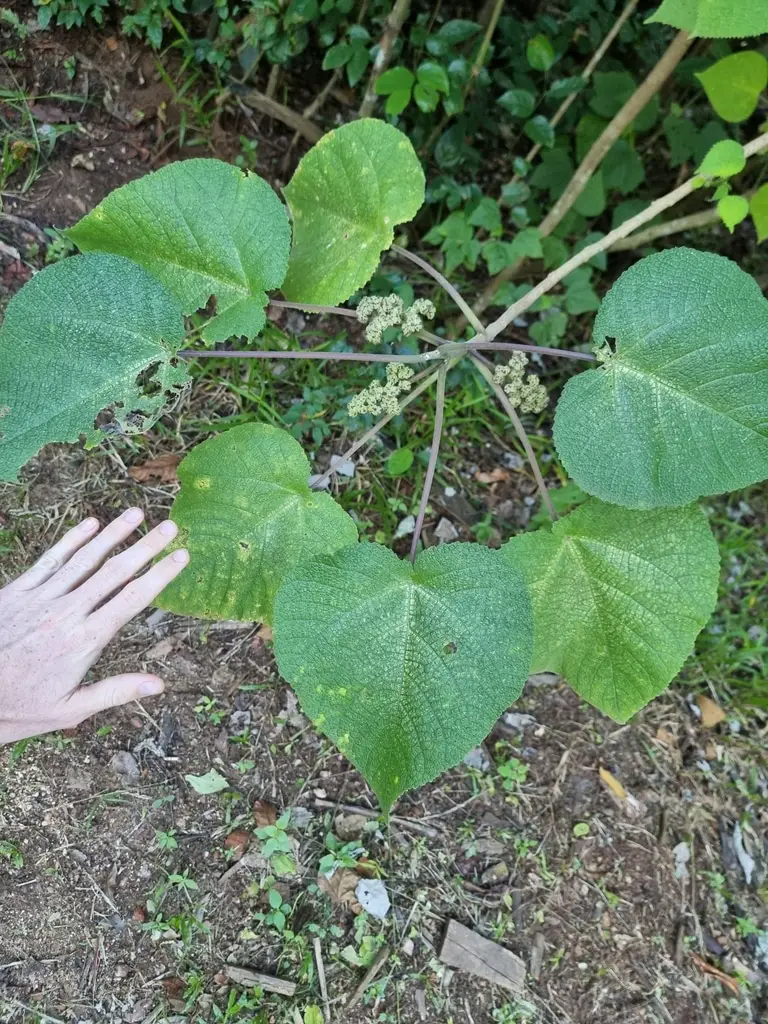 Dendrocnide moroides: la pianta che fa perdere la ragione e spinge al suicidio