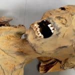 Mummia ötzi: lieviti vivi dopo 5300 anni nel ghiaccio