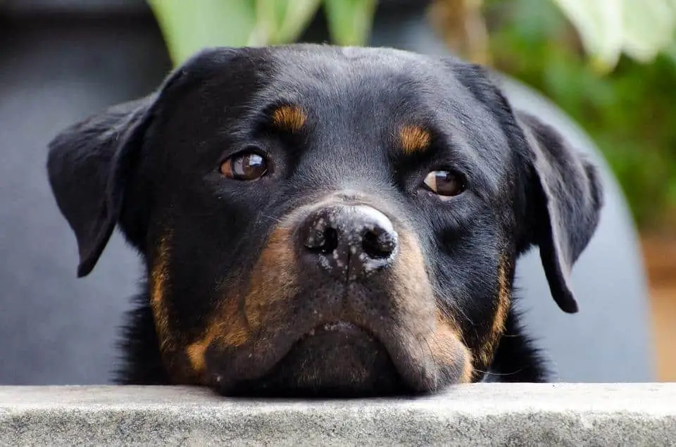 Il caso del pitbull di acerra: il cane non ha tracce ematiche e di dna della piccola giulia