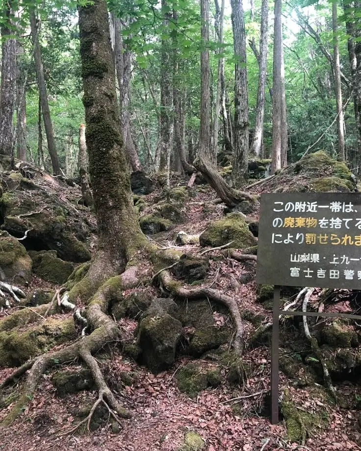 La foresta che inghiotte tutto: un luogo inquietante che pochi osano visitare