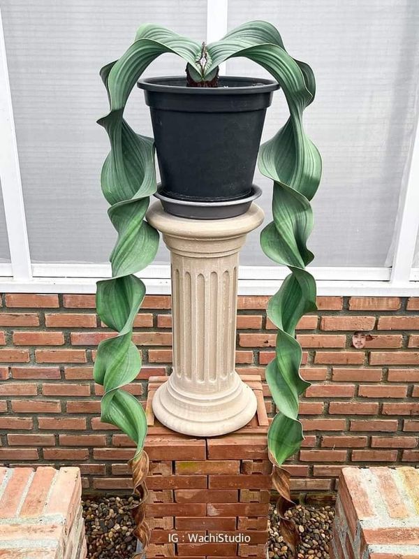Cactus garden info | pianta