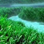Praterie marine: perché i loro pesci possono essere più nutrienti