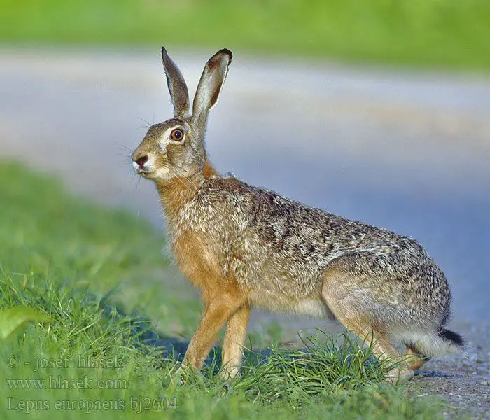 I 10 animali più veloci del mondo: chi vince la gara della natura?