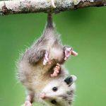 Questi animali si fingono morti per sopravvivere (e alcuni lo fanno troppo bene! )