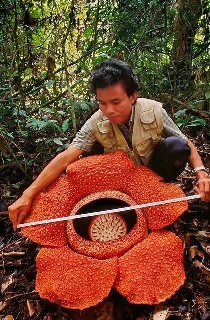 Rafflesia arnoldii