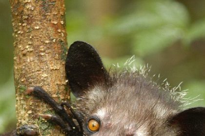 Aye-aye: il primate più bizzarro del mondo