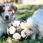 Perché i cani grandi vivono meno? Lo studio sul dna