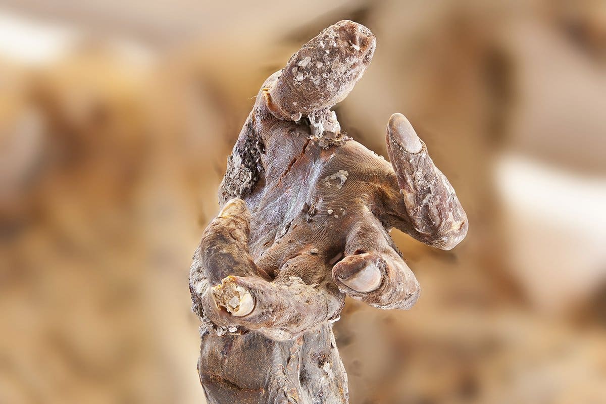 Uomo di sale: dal 550 a. C. Al 651 d. C. , la mummia che svela la storia dell'iran antico