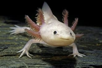 Animali