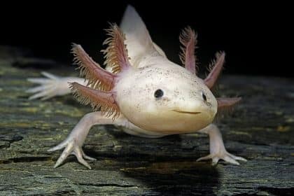 Animali