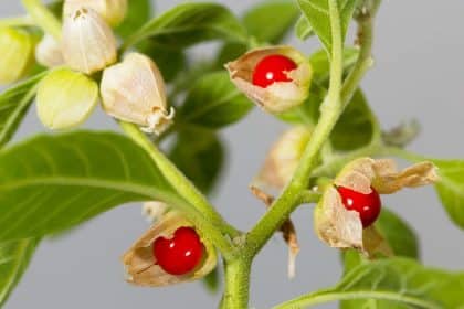 Ashwagandha: un rimedio antico, ma non privo di pericoli