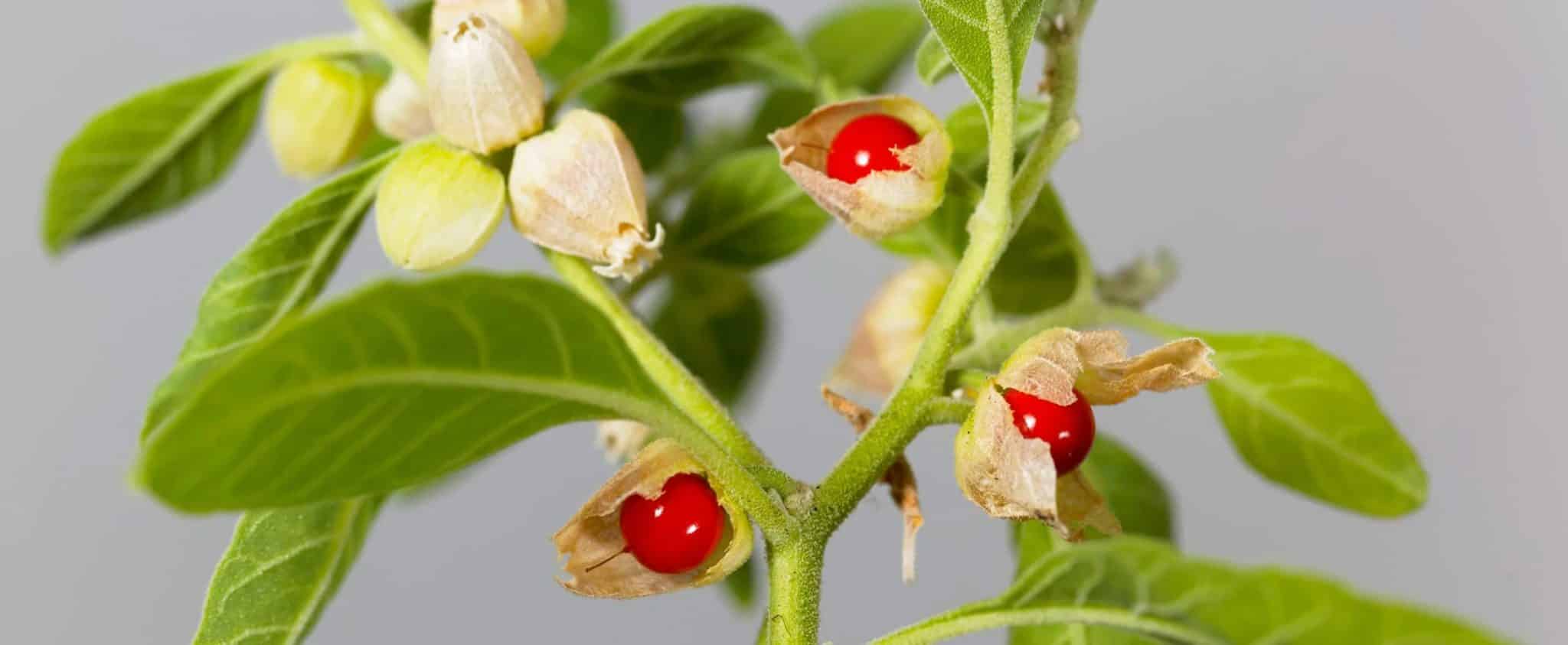 Ashwagandha: un rimedio antico, ma non privo di pericoli