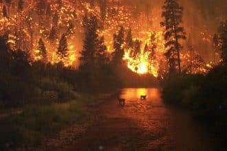 Cambiamento climatico incendi