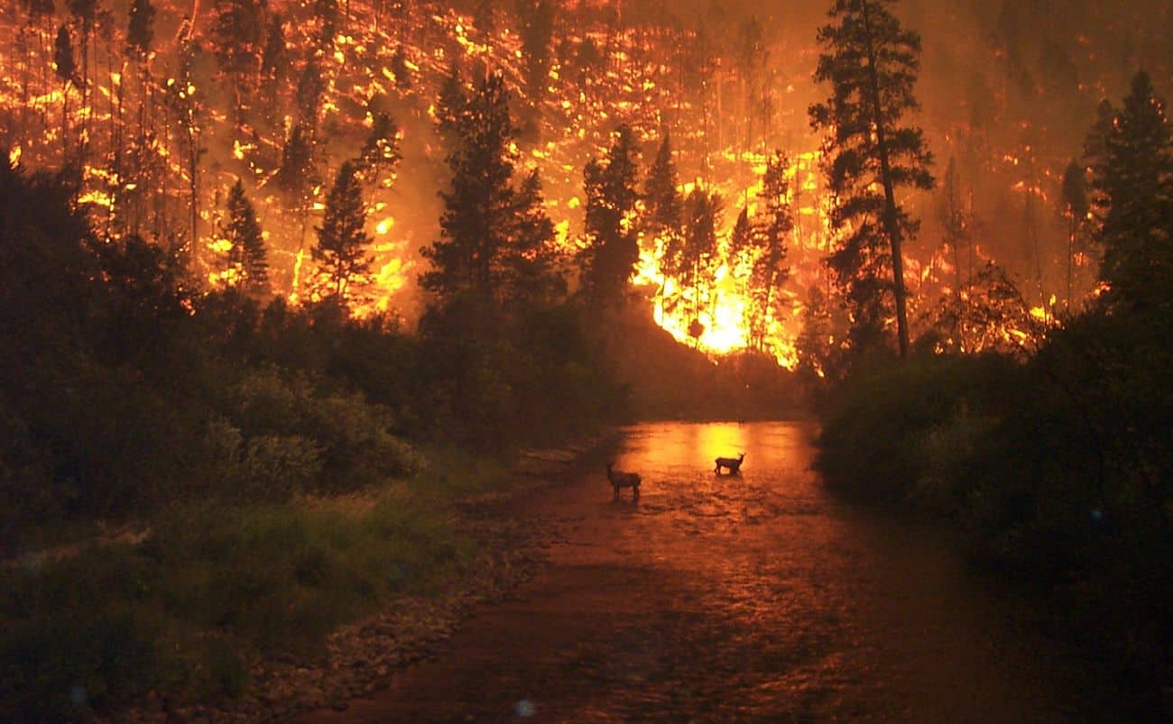 Cambiamento climatico incendi