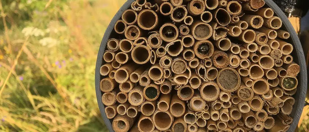 Calore e sfruttamento del suolo: le api soffrono in modo particolare %calore e sfruttamento del suolo: le api soffrono in modo particolarecount(title)% Calore api