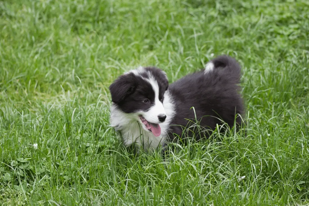 Perché alcuni cani hanno le orecchie cadenti e altri dritte? Scopri cosa c’entra il lupo (e anche l’essere umano) %perché alcuni cani hanno le orecchie cadenti e altri dritte? Scopri cosa c’entra il lupo (e anche l’essere umano)count(title)% Perché alcuni cani hanno le orecchie cadenti e altri dritte? Scopri cosa c’entra il lupo (e anche l’essere umano)
