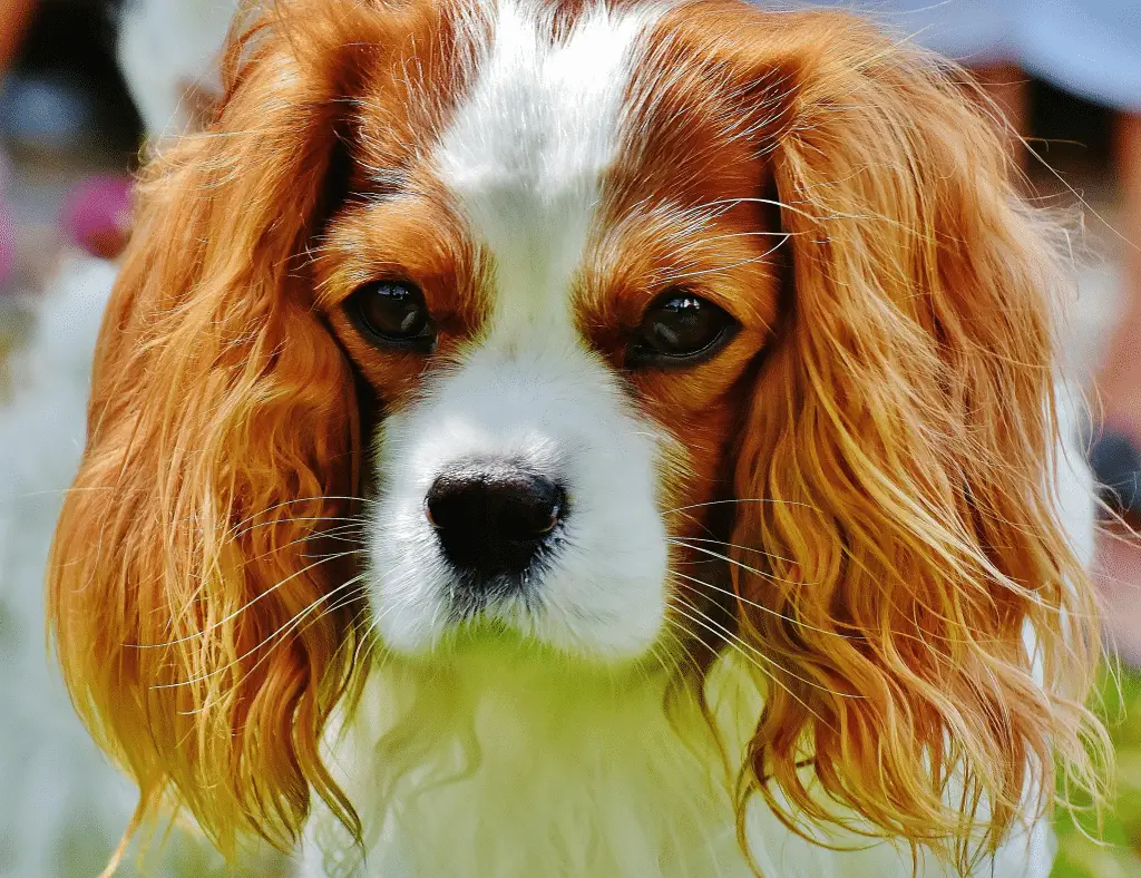 Perché alcuni cani hanno le orecchie cadenti e altri dritte? Scopri cosa c’entra il lupo (e anche l’essere umano) %perché alcuni cani hanno le orecchie cadenti e altri dritte? Scopri cosa c’entra il lupo (e anche l’essere umano)count(title)% Perché alcuni cani hanno le orecchie cadenti e altri dritte? Scopri cosa c’entra il lupo (e anche l’essere umano)