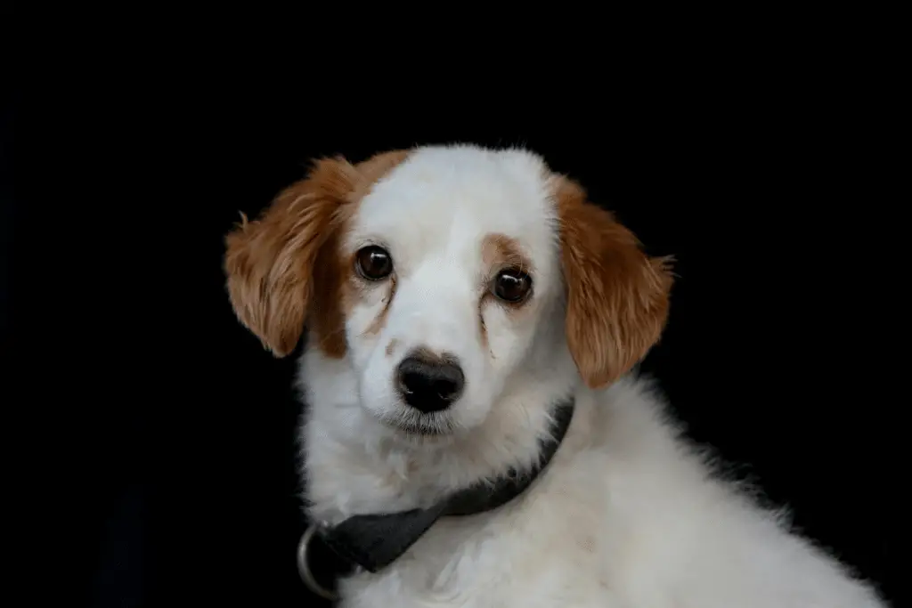 Perché alcuni cani hanno le orecchie cadenti e altri dritte? Scopri cosa c’entra il lupo (e anche l’essere umano) %perché alcuni cani hanno le orecchie cadenti e altri dritte? Scopri cosa c’entra il lupo (e anche l’essere umano)count(title)% Perché alcuni cani hanno le orecchie cadenti e altri dritte? Scopri cosa c’entra il lupo (e anche l’essere umano)