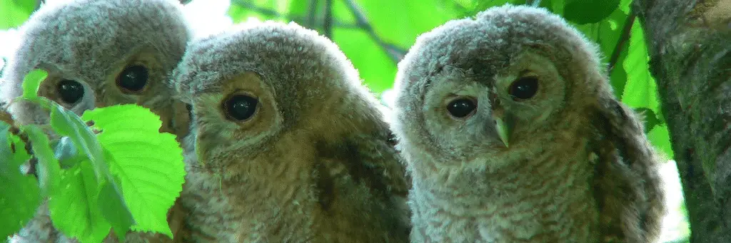 I 3 animali più strani in italia: scopriamo insieme quali sono %i 3 animali più strani in italia: scopriamo insieme quali sonocount(title)% I 3 animali più strani in italia: scopriamo insieme quali sono