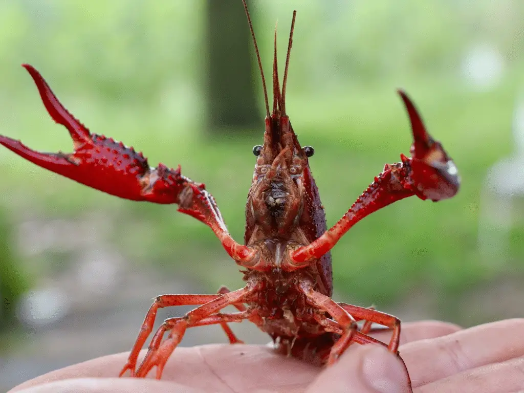 I 3 animali più strani in italia: scopriamo insieme quali sono %i 3 animali più strani in italia: scopriamo insieme quali sonocount(title)% I 3 animali più strani in italia: scopriamo insieme quali sono