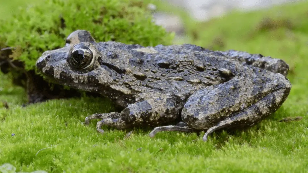 I 3 animali più strani in italia: scopriamo insieme quali sono %i 3 animali più strani in italia: scopriamo insieme quali sonocount(title)% I 3 animali più strani in italia: scopriamo insieme quali sono