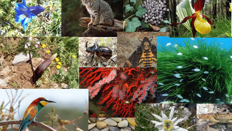 I 3 animali più strani in italia: scopriamo insieme quali sono %i 3 animali più strani in italia: scopriamo insieme quali sonocount(title)% I 3 animali più strani in italia: scopriamo insieme quali sono