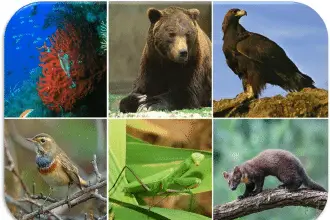 3 animali più strani in italia