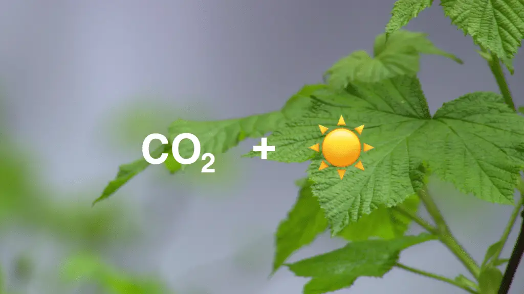 Cattura della co2 alimentata dal sole: la nuova frontiera ispirata alle piante %cattura della co2 alimentata dal sole: la nuova frontiera ispirata alle piantecount(title)% Cattura della co2 alimentata dal sole: la nuova frontiera ispirata alle piante