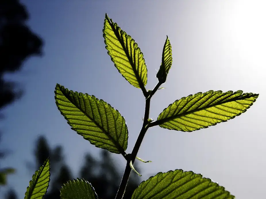 Cattura della co2 alimentata dal sole: la nuova frontiera ispirata alle piante %cattura della co2 alimentata dal sole: la nuova frontiera ispirata alle piantecount(title)% Cattura della co2 alimentata dal sole: la nuova frontiera ispirata alle piante