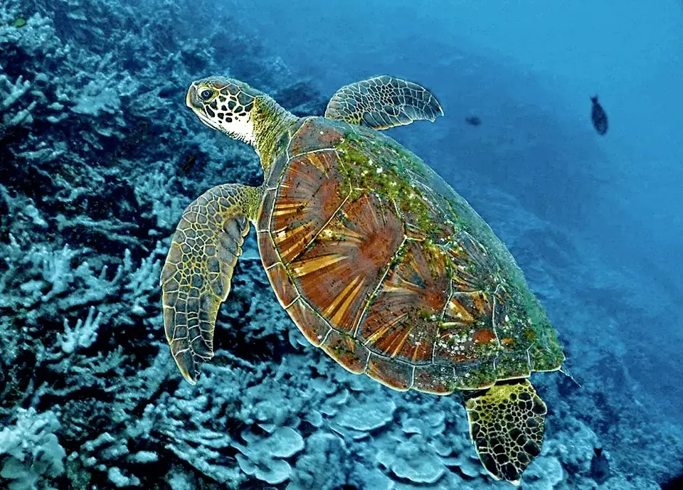 Arcipelago bacuit: il gioiello segreto di palawan, filippine