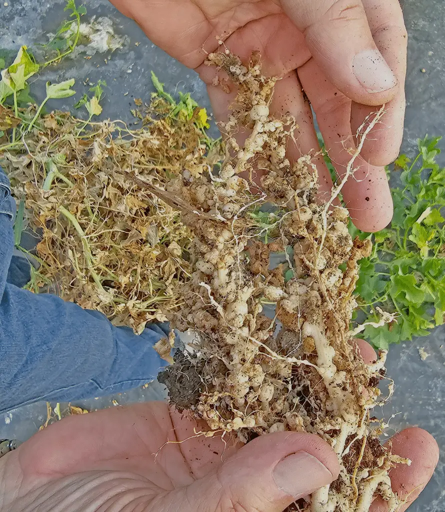 Top 5 parassiti della pianta del tabacco: ecco i nemici invisibili di nicotiana tabacum %top 5 parassiti della pianta del tabacco: ecco i nemici invisibili di nicotiana tabacumcount(title)% Top 5 parassiti della pianta del tabacco: ecco i nemici invisibili di nicotiana tabacum