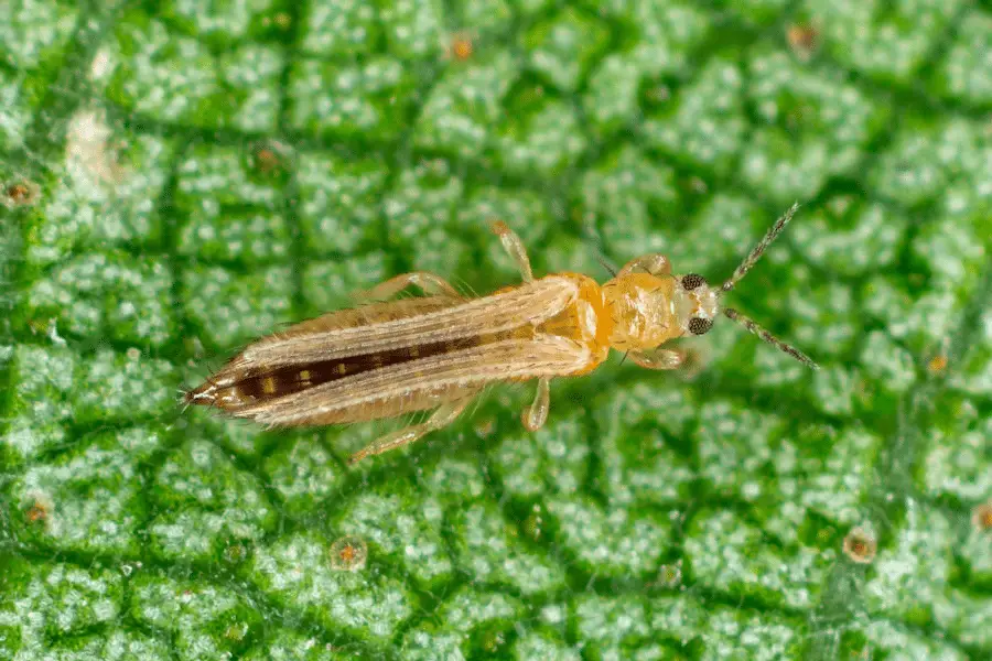 Top 5 parassiti della pianta del tabacco: ecco i nemici invisibili di nicotiana tabacum %top 5 parassiti della pianta del tabacco: ecco i nemici invisibili di nicotiana tabacumcount(title)% Top 5 parassiti della pianta del tabacco: ecco i nemici invisibili di nicotiana tabacum