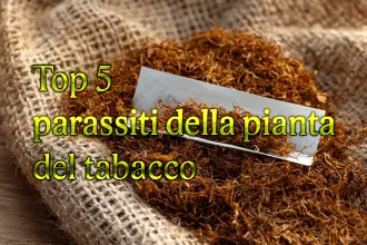 Parassiti