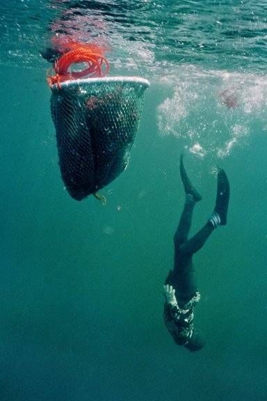 Le haenyeo di jeju hanno il superpotere nel dna: ecco cosa ci insegnano le “sirene coreane” %le haenyeo di jeju hanno il superpotere nel dna: ecco cosa ci insegnano le “sirene coreane”count(title)% Haenyeo