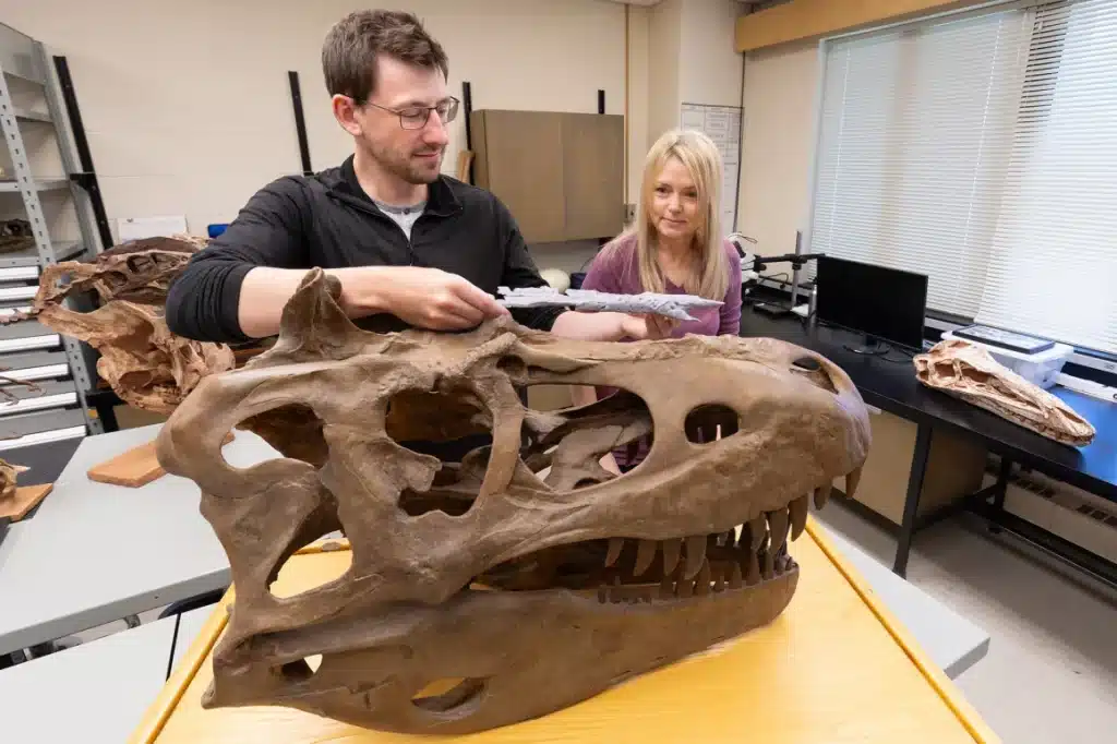 Khankhuuluu, il “principe drago”: il nuovo dinosauro che riscrive l’evoluzione del t. Rex %khankhuuluu, il “principe drago”: il nuovo dinosauro che riscrive l’evoluzione del t. Rexcount(title)% Khankhuuluu
