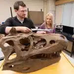 Khankhuuluu, il “principe drago”: il nuovo dinosauro che riscrive l’evoluzione del t. Rex