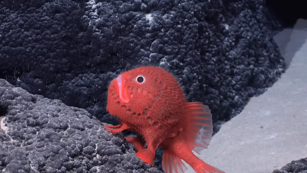 Il pesce che cammina come un umano: la scoperta che ribalta le regole della natura %il pesce che cammina come un umano: la scoperta che ribalta le regole della naturacount(title)% Il pesce che cammina come un umano: la scoperta che ribalta le regole della natura