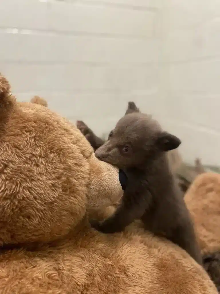 Travestiti da orsi per salvare un cucciolo di orso: la missione della san diego humane society %travestiti da orsi per salvare un cucciolo di orso: la missione della san diego humane societycount(title)% Orso marsicano