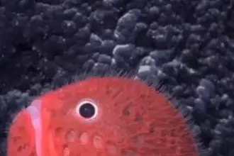 Pesce