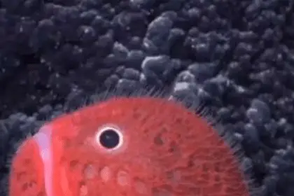Pesce