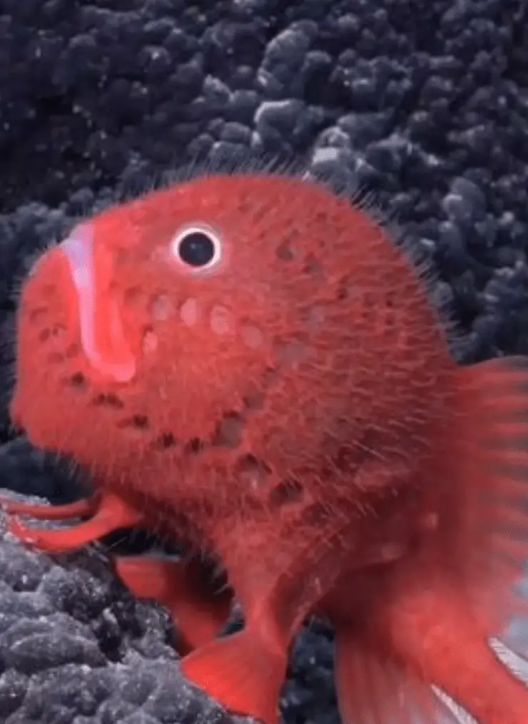 Pesce