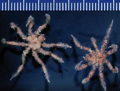 I ragni di mare che vivono di metano: nuova specie scoperta nelle profondità oceaniche %i ragni di mare che vivono di metano: nuova specie scoperta nelle profondità oceanichecount(title)% I ragni di mare che vivono di metano: nuova specie scoperta nelle profondità oceaniche