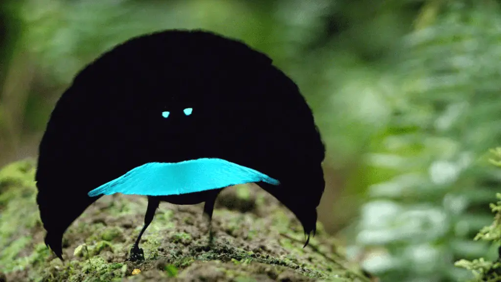 Uccello invisibile? Scoperta una specie che assorbe il 99% della luce %uccello invisibile? Scoperta una specie che assorbe il 99% della lucecount(title)% Uccello invisibile
