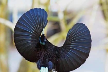 Uccello invisibile