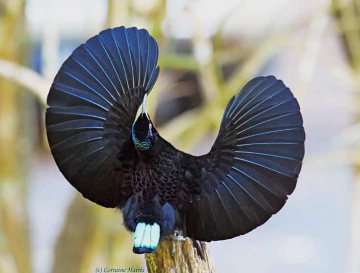 Uccello invisibile? Scoperta una specie che assorbe il 99% della luce %uccello invisibile? Scoperta una specie che assorbe il 99% della lucecount(title)% Uccello invisibile
