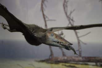 Uccelli