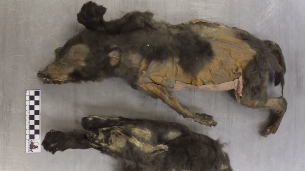 Quei due cuccioli mummificati non erano cani. Ma la loro storia vale ancora di più %quei due cuccioli mummificati non erano cani. Ma la loro storia vale ancora di piùcount(title)% Cuccioli mummificati