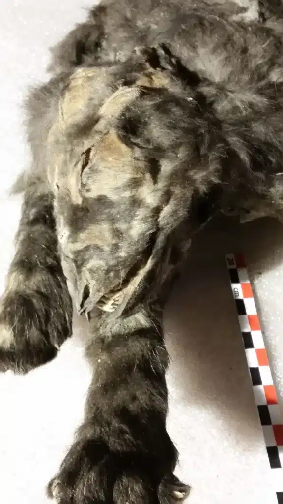 Quei due cuccioli mummificati non erano cani. Ma la loro storia vale ancora di più %quei due cuccioli mummificati non erano cani. Ma la loro storia vale ancora di piùcount(title)% Cuccioli mummificati
